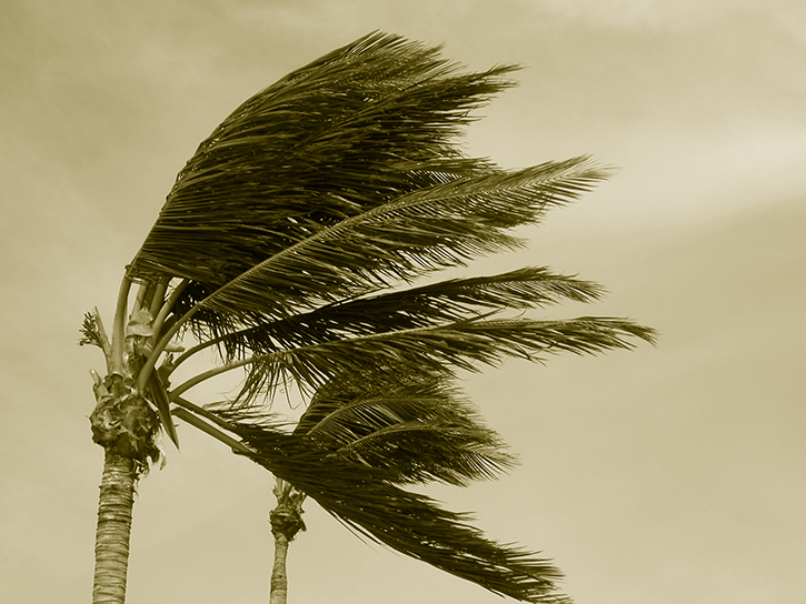 Hurricane winds blow palms trees in a storm.